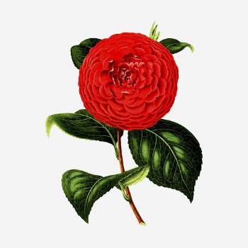 Red camellia flower clipart, vintage | Free Photo - rawpixel