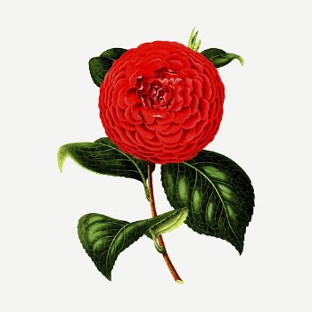 Red camellia flower sticker, vintage | Free PSD - rawpixel