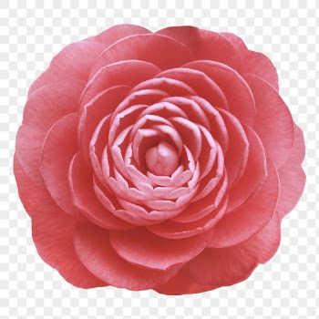Red camellia png, flower collage | Free PNG - rawpixel