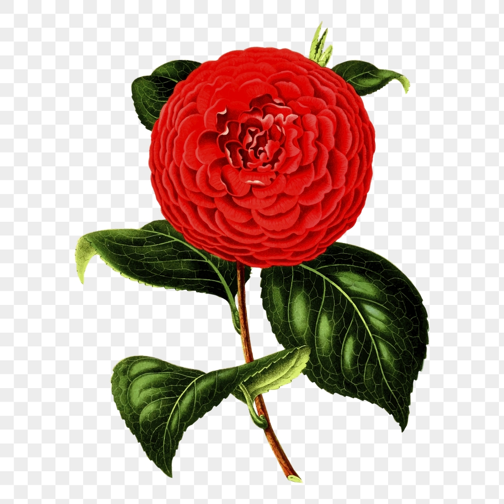 Red camellia png flower sticker, | Free PNG - rawpixel
