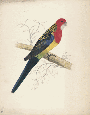 Red-capped Parakeet (female) (1832) painting | Free Photo - rawpixel