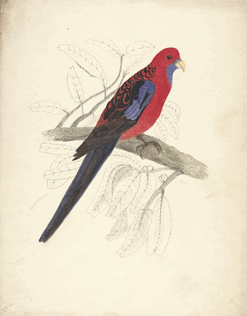 Red-capped Parakeet (female) (1832) painting | Free Photo - rawpixel