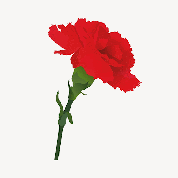 Red carnation clipart illustration psd. | Free PSD - rawpixel