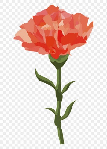 Red carnation png sticker, aesthetic | Free PNG - rawpixel