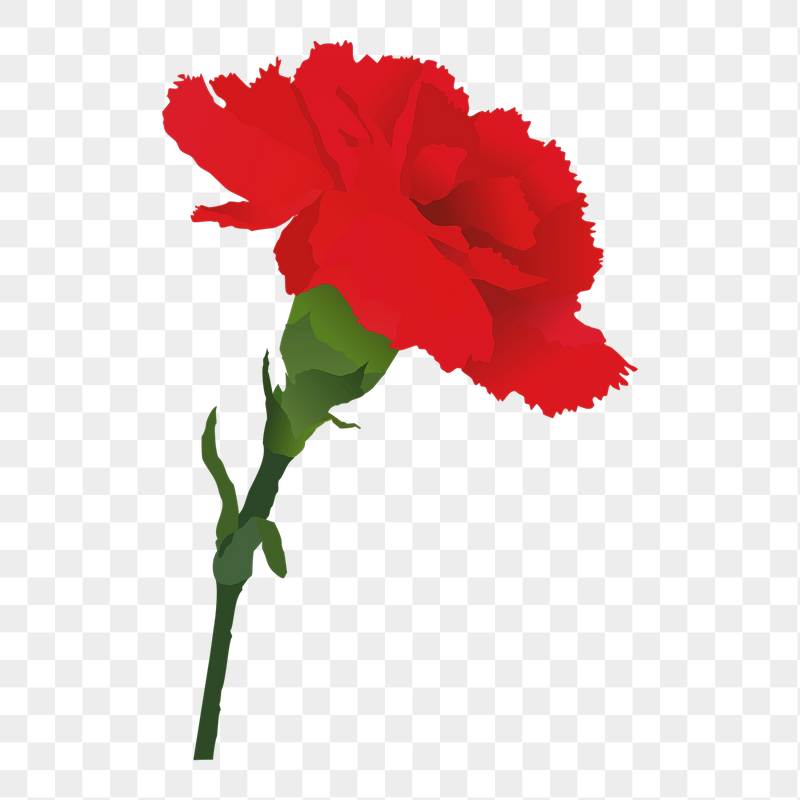 Red carnation png sticker illustration, | Free PNG - rawpixel