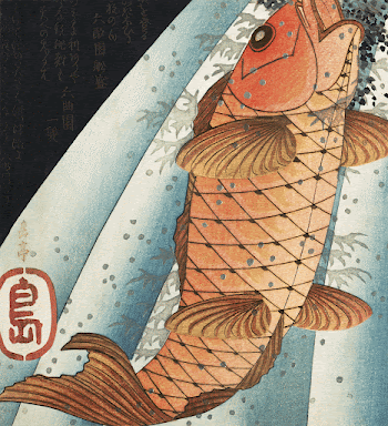 Red Carp Ascending a Waterfall | Free Photo Illustration - rawpixel
