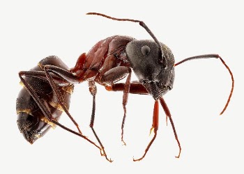 Red carpenter ant  collage | Free PSD - rawpixel