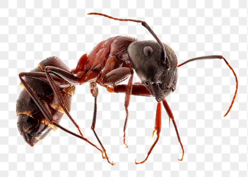 Red carpenter ant  png | Free PNG - rawpixel