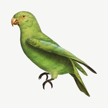 Red-Cheeked parrot bird, vintage animal | Free PSD Illustration - rawpixel
