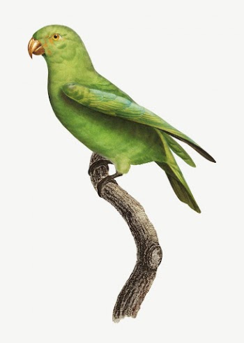 Red-Cheeked parrot bird, vintage animal | Free PSD Illustration - rawpixel