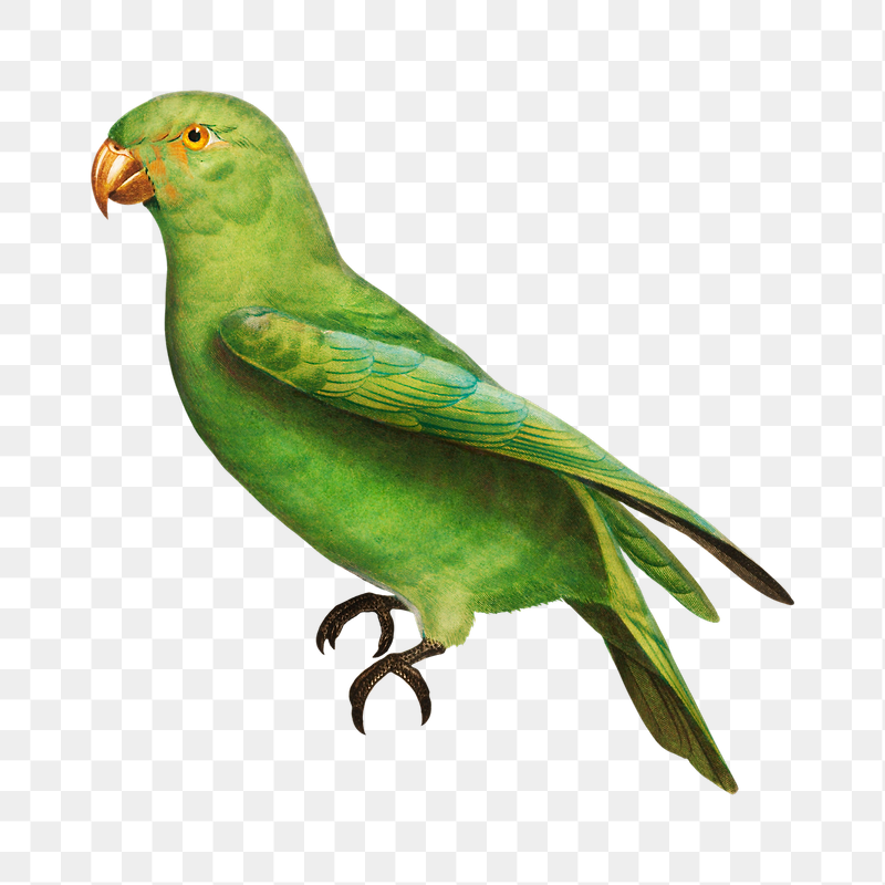 Red-Cheeked parrot png bird sticker, | Free PNG Illustration - rawpixel