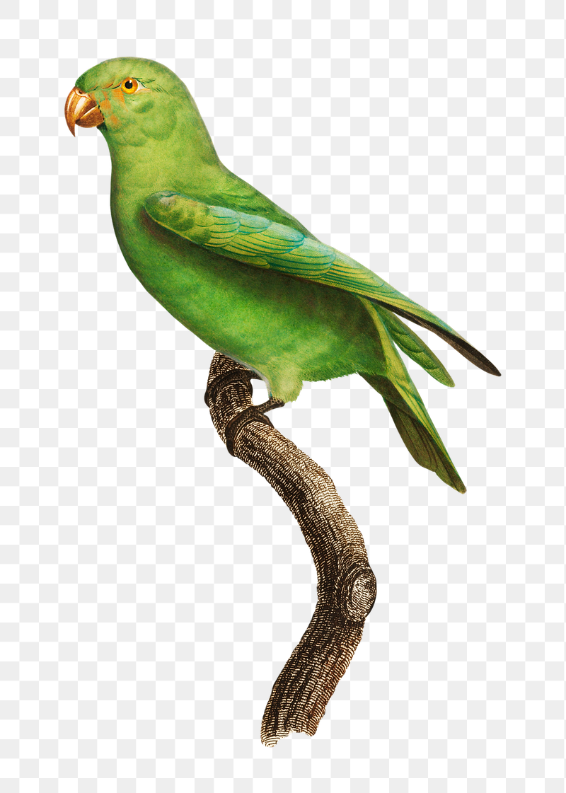 Red-Cheeked parrot png bird sticker, | Free PNG Illustration - rawpixel