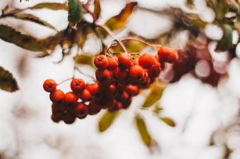 Red Cherries
