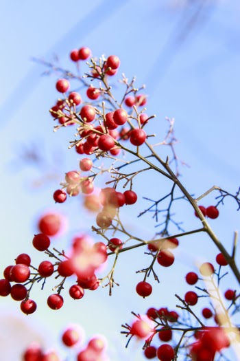 Red Cherries