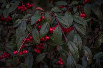 Red Cherries