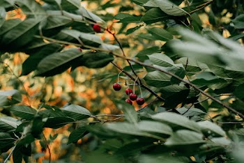Red Cherries