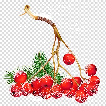 Red cherries illustration, Common holly Christmas Berry , Christmas Snowy Holly Berries transparent background PNG clipart