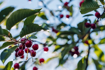Red cherries on the tree