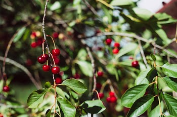 Red cherries on the tree 3