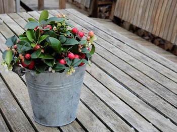 Red Cherry and Bucket