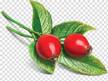 Red cherry, Rose hip seed oil Dog-rose Shea butter, almond oil transparent background PNG clipart