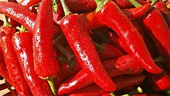 Red Chili