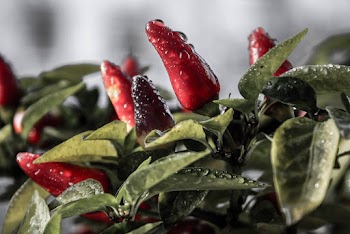 Red Chili Peppers