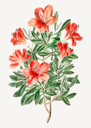 Red Chinese azalea | Free stock vector - 559112