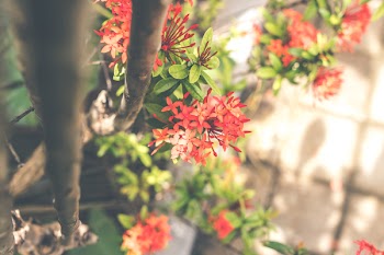 Red Cluster Flowers