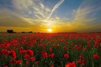 Red Cluster Petal Flower Field during Sunset
