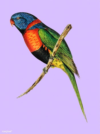 Red-collared Lorikeet illustration | Free stock vector - 457769