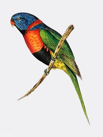 Red-collared Lorikeet illustration | Free stock vector - 457802