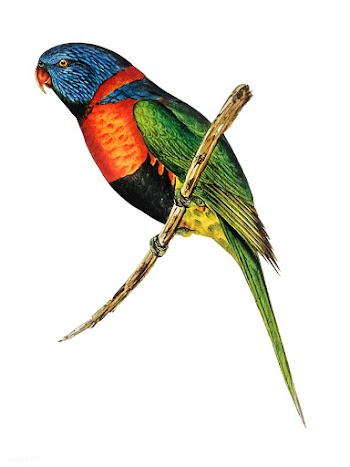 Red-collared Lorikeet illustration | Free stock vector - 457828