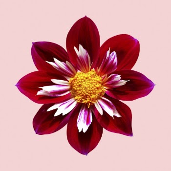 Red collarette dahlia, flower clipart | Free PSD - rawpixel