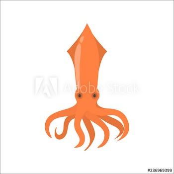 Red color squid animal from the sea
