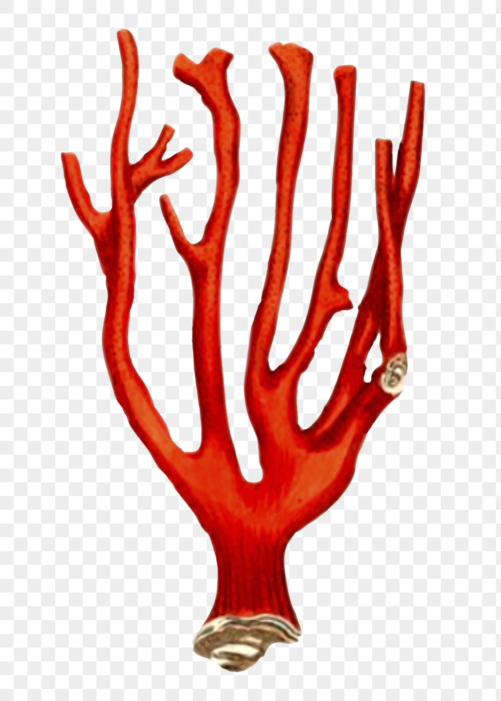 Red coral png sticker, sea | Free PNG - rawpixel