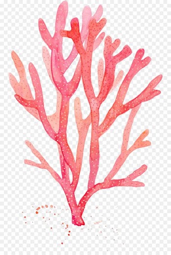 Red Coral Watercolor painting Drawing Algae - painting 