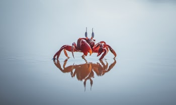 Red Crab 