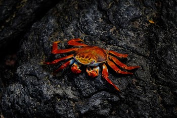 Red Crab On Rock