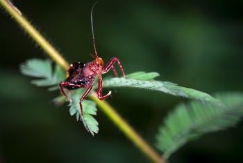 Red Crawling Insect