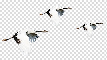 Red-crowned crane Bird Flight, Flying crane line transparent background PNG clipart