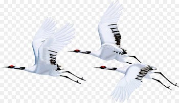 Red-crowned crane Bird Flight Siberian crane - white crane 
