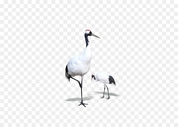 Red-crowned crane Bird Goose - White Crane 