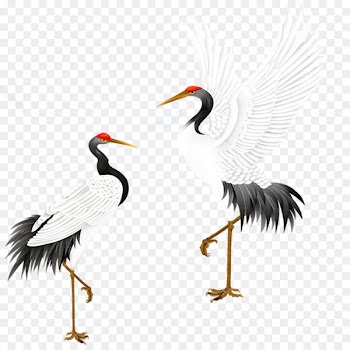 Red-crowned crane Bird Grey crowned crane - White Crane 