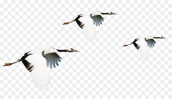 Red-crowned crane Bird Image Portable Network Graphics - crane 