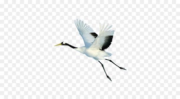 Red-crowned crane Bird Portable Network Graphics Zhalong Nature Reserve - flying crane 