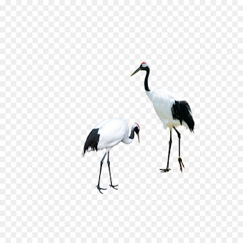 Red-crowned crane Bird Siberian crane - white crane 