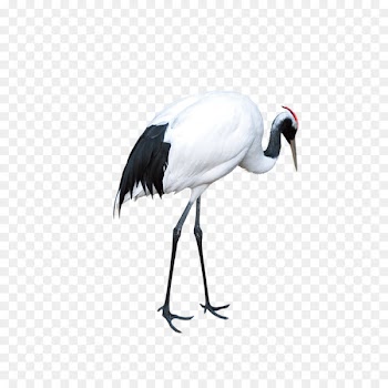 Red-crowned crane Download - Crane 