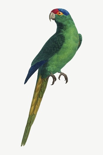 Red-crowned Parakeet bird, vintage animal | Free PSD Illustration - rawpixel