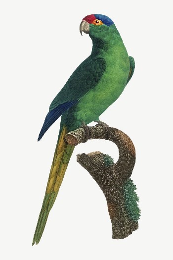 Red-crowned Parakeet bird, vintage animal | Free PSD Illustration - rawpixel